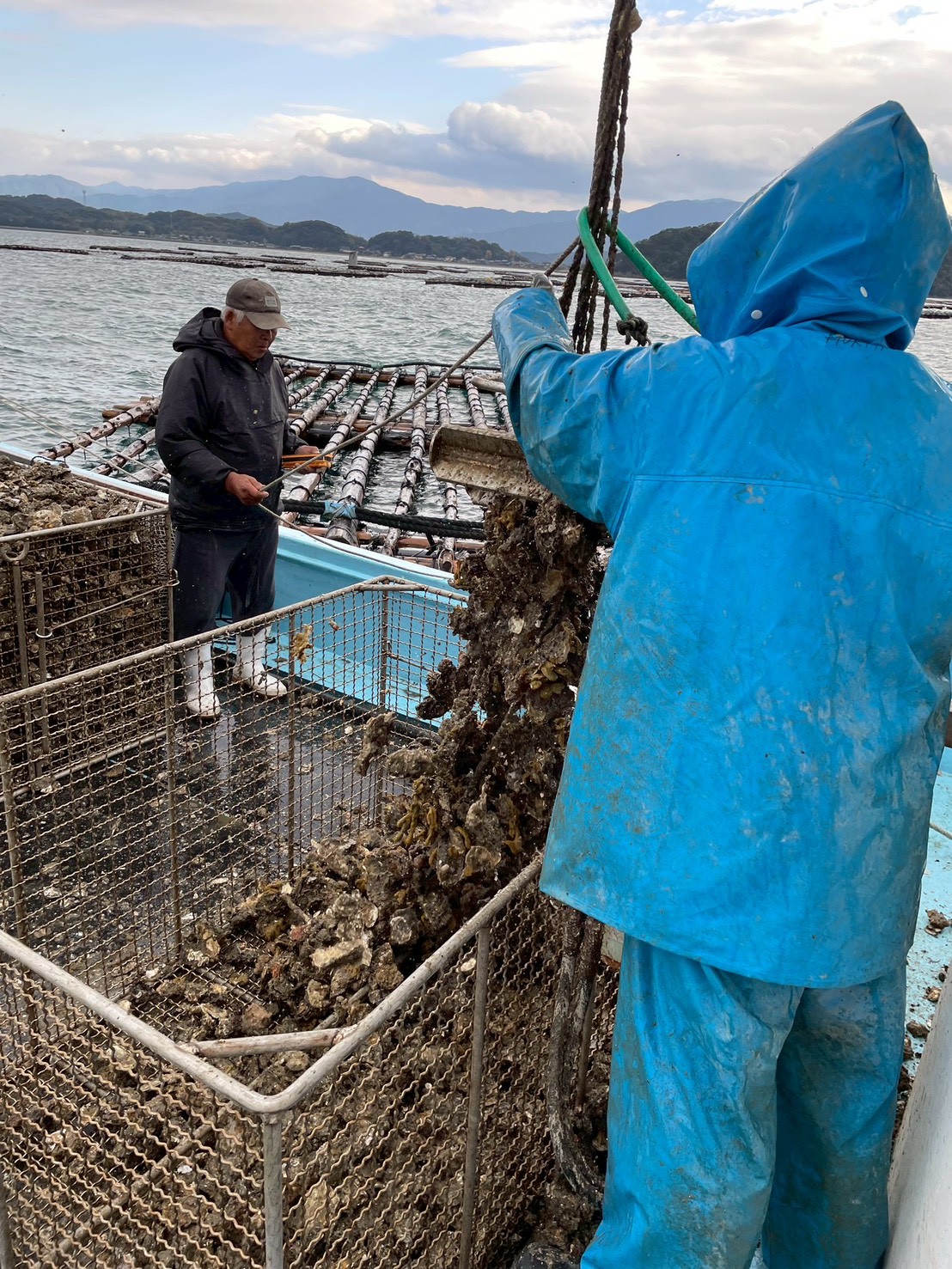 生牡蠣の漁風景